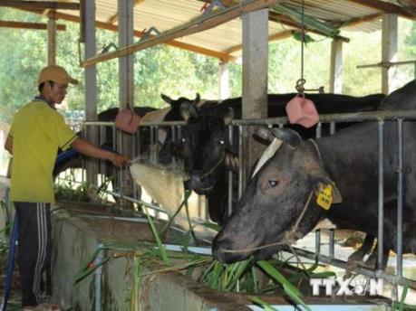 Hà Nam phát triển chăn nuôi bò sinh sản, bò thịt chất lượng cao