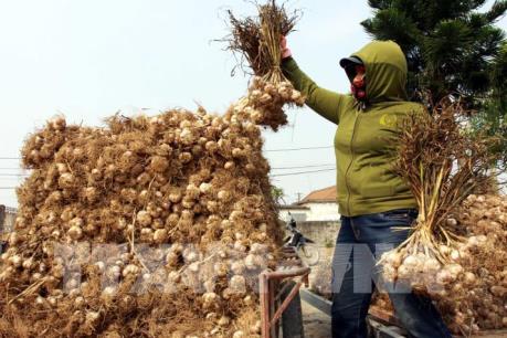 Hợp tác xã nông nghiệp loay hoay trong liên kết sản xuất