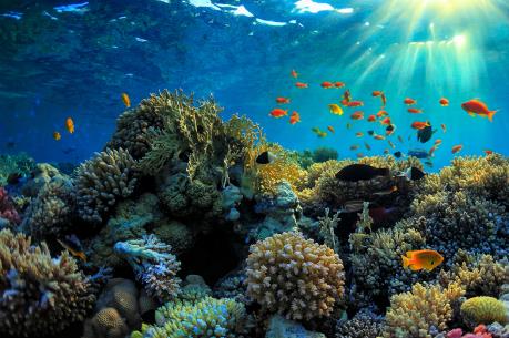 Thử nghiệm thành công lá chắn bảo vệ san hô