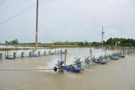 Nhân rộng mô hình nuôi tôm tiết kiệm điện