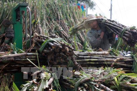 Khuyến cáo nông dân không thu hoạch mía ồ ạt