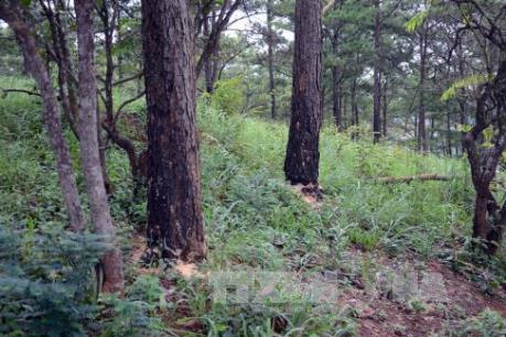 Tan hoang rừng thông cảnh quan ven Quốc lộ 28