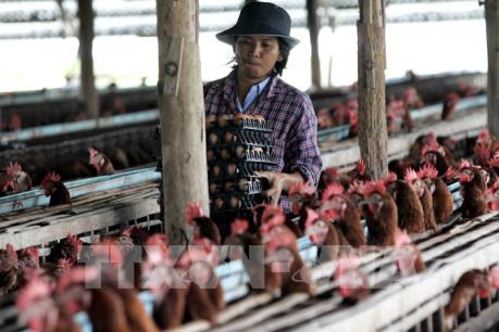 Thịt gà Thái Lan được Trung Quốc cấp phép nhập khẩu