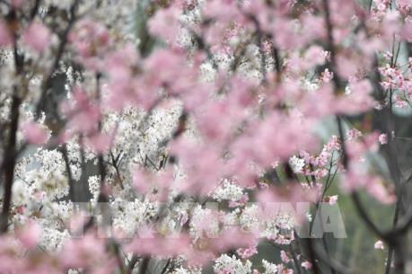 Hoa anh đào nở rộ trong mùa xuân ở Trung Quốc