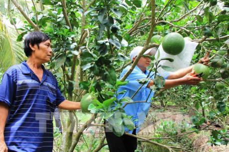 Để bưởi da xanh "rộng đường" xuất khẩu