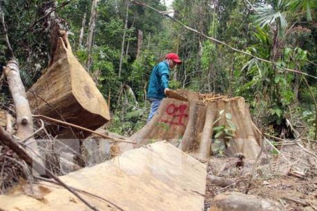 Quảng Nam : Sẽ tiến hành kiểm điểm, xử lý cán bộ kiểm lâm để xảy ra các vụ phá rừng