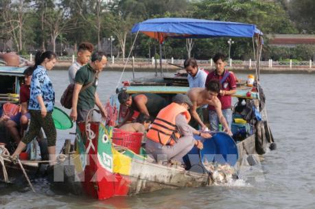 Cần Thơ thả cá giống về tự nhiên