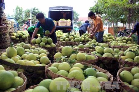 Giá cam sành ở Trà Vinh tăng mạnh