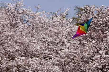 Mỹ: Đặc sắc Lễ Hội Diều tại Washington