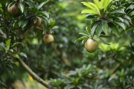 Giá hồng xiêm tăng mạnh