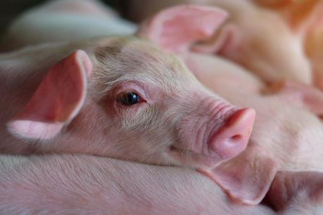 Hàn Quốc phát hiện một trang trại lợn xuất hiện bệnh lở mồm long móng