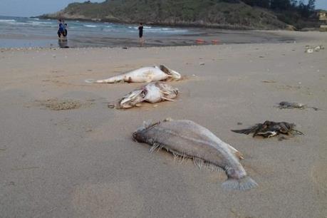 Xác định nguyên nhân ban đầu cá biển chết trôi dạt vào bờ