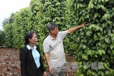 Nông dân Đồng Nai chặt bỏ cây “vàng đen”