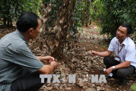 Lan rộng diện tích hồ tiêu chết không rõ nguyên nhân