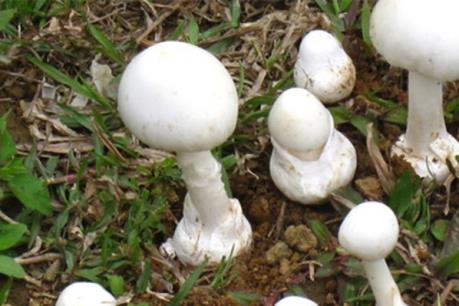 Ngộ độc nấm tại Hà Giang: 3 người chết, 1 người nguy kịch