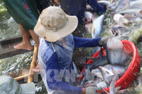 Xuất khẩu cá tra tiếp tục đối mặt với nhiều khó khăn