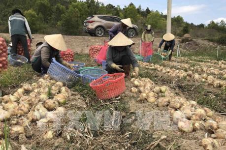 Hành tây Đà Lạt được mùa, giá giảm kỷ lục