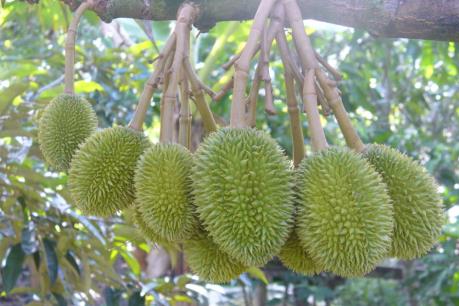 Thái Lan phản đối Trung Quốc đăng ký nhãn hiệu sầu riêng Monthong