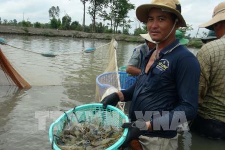 Bạc Liêu khuyến khích tiêu thụ tôm nguyên liệu cho thị trường nội địa