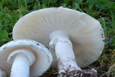 Ba người trong gia đình tử vong do ăn phải nấm độc