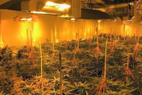 Mỹ phá mạng lưới trồng cây cần sa trong nhà quy mô lớn