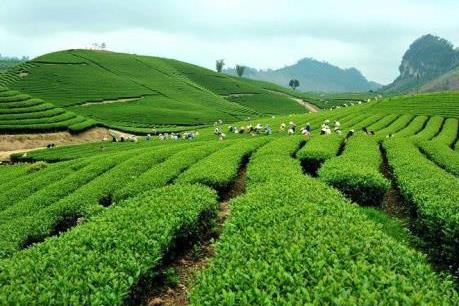 Căn cứ giải thể sớm những hợp tác xã đã ngừng hoạt động