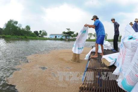 Triệu phú nuôi cá bè ở cù lao Thới Sơn