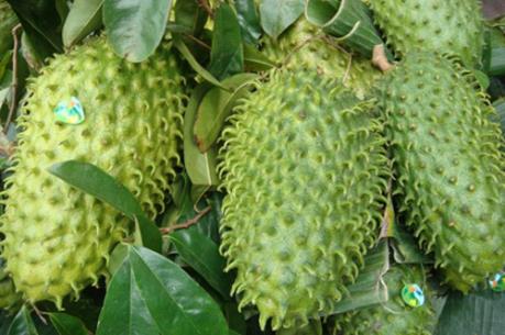 Mãng cầu xiêm ở Tiền Giang được giá