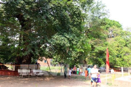 3 cây Bằng lăng nước duy nhất ở An Giang được công nhận là Cây di sản Việt Nam