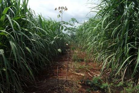 SBT sẽ mua lại hơn 83 triệu cổ phiếu quỹ