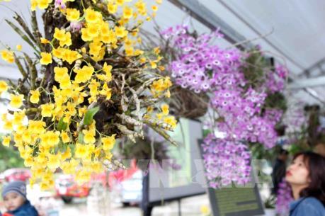 "Mãn nhãn" triển lãm hoa Lan 2018