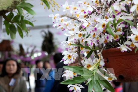 Hà Nội đấu giá nhiều vật phẩm quý ủng hộ đồng bào miền Trung bị lũ lụt