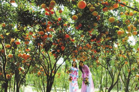 Cần Thơ quy hoạch vùng chuyên canh cây ăn trái chất lượng cao