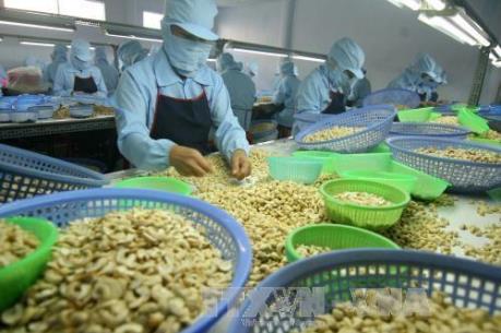 Hạt điều Bình Phước được chứng nhận chỉ dẫn địa lý