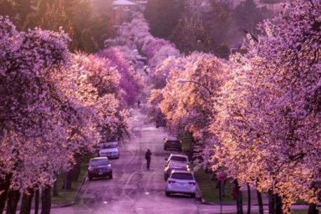 Hoa anh đào khoe sắc rực rỡ tại Vancouver, Canada