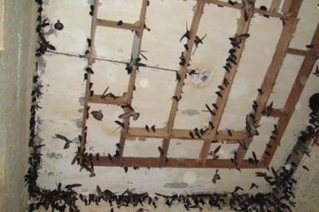 Ngăn chặn tình trạng săn bắt chim yến trái quy định