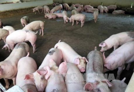 Thành phố Bắc Kinh đóng cửa hơn 300 trang trại nuôi lợn