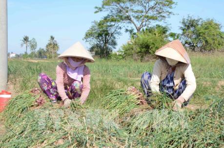 Đa dạng hóa sản phẩm từ hành tím, giải pháp tìm đầu ra bền vững