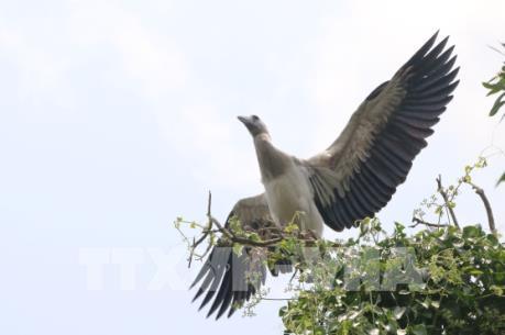Cò nhạn quý hiếm về sinh sống ngày càng nhiều ở rừng tràm Gáo Giồng