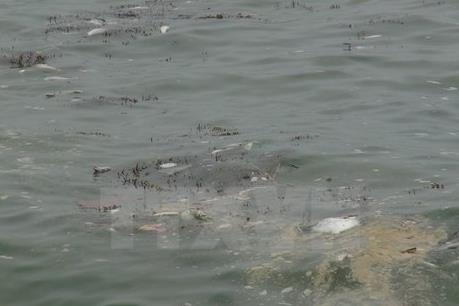 Công bố kết quả kiểm nghiệm mẫu cá biển chết ở Quảng Trị