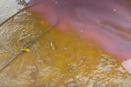 Vệt nước màu vàng hồng trên biển Quảng Bình là do đâu?