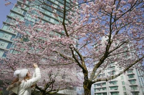 Hoa anh đào khoe sắc rực rỡ tại Vancouver, Canada 