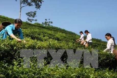 Khánh thành Nhà máy sản xuất chè hữu cơ công nghệ hiện đại nhất của Nhật Bản 