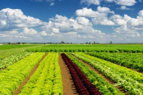 CSC Việt Nam đăng ký mua 500.000 cổ phiếu PAN