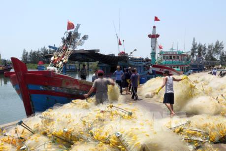 Khắc phục “thẻ vàng” IUU: Đà Nẵng tăng cường truy xuất nguồn gốc hải sản