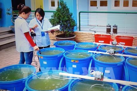 Lần đầu thả, cấy tảo lục xuống hồ Gươm