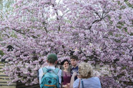 Lễ hội Hoa Anh đào lần thứ 12 tại Đức