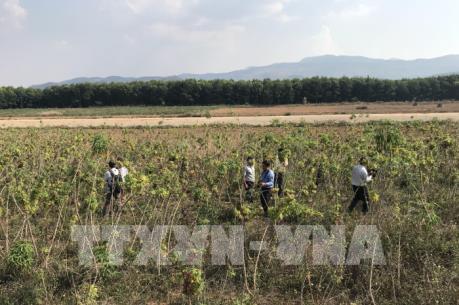 Mất thu nhập vì cây sắn bị bệnh chổi rồng