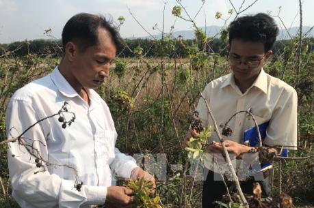 Kon Tum tìm giải pháp phòng chống bệnh chổi rồng trên cây sắn