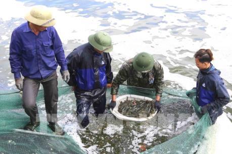 Khắc phục "thẻ vàng" IUU: Thanh Hóa tăng cường thanh tra, kiểm soát nghề cá